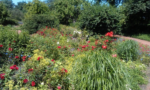 Suedpark-rose-garden